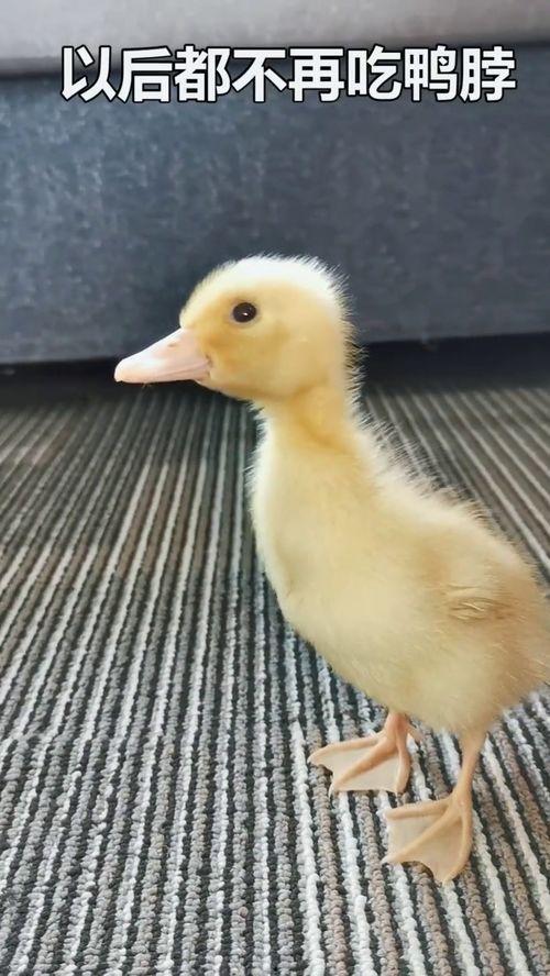 娱乐吃瓜酱鸭鸭,揭秘娱乐圈那些鲜为人知的幕后故事